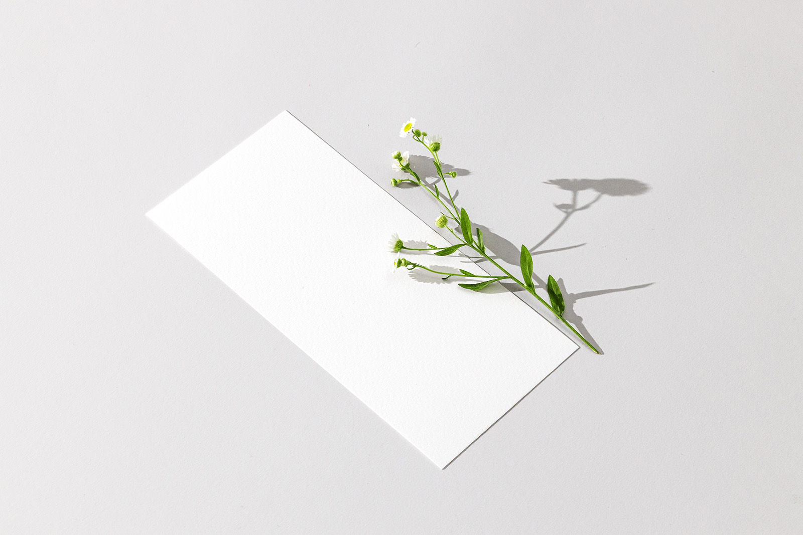 DL flyer with flower mockup