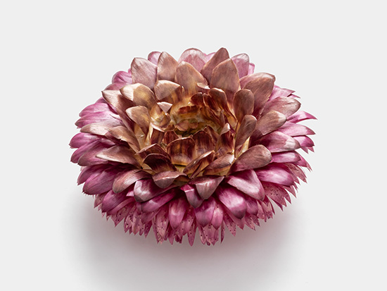 Dried flower graphic