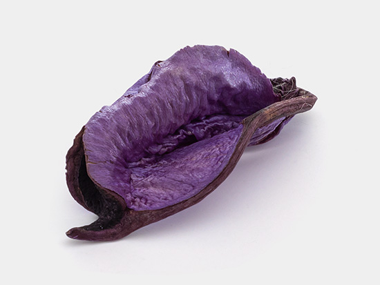 Violet dried plant