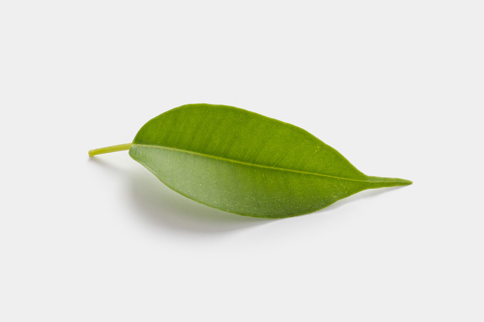 Single leaf graphic
