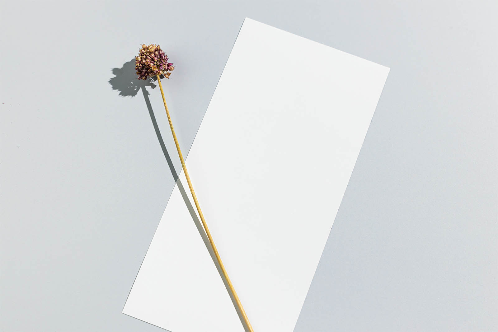 DL flyer with dried flower mockup